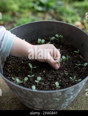 Enfant en bas âge touchant doucement de nouvelles plantules de plantes dans un pot de jardin Banque D'Images