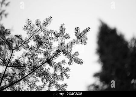 Silhouette de pin monochrome - Art de la nature Banque D'Images