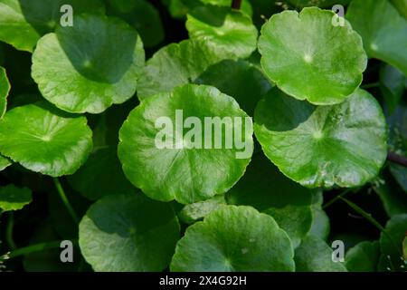 Plan plein cadre de feuille de pennywort d'eau dans le potager Banque D'Images