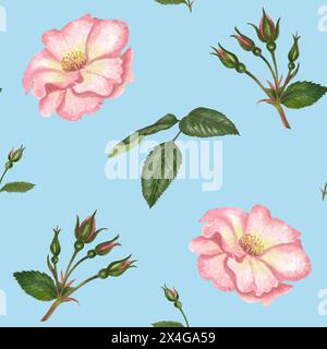 Motif aquarelle sans couture avec rose musquée, feuilles de Brier et branches. Illustration tendre isolée sur fond bleu Banque D'Images