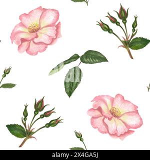 Motif aquarelle sans couture avec rose musquée, feuilles de Brier et branches. Illustration tendre isolée sur fond blanc Banque D'Images