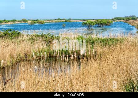 Marais d'eau douce à la réserve d'oiseaux RSPB de Titchwell Marsh, Norfolk. Banque D'Images