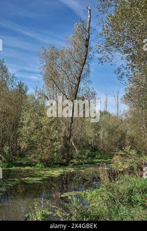 Étang dans la réserve naturelle Urdenbacher Kaempe dans la plaine inondable du Rhin, Duesseldorf, Allemagne Banque D'Images