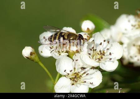 Les femelles de l'hoverfly, Syrphus, probablement Syrphus vitripennis, famille des Syrphidae sur les fleurs de l'aubépine commune, aubépine à une graine (Crataegus monogyna). Banque D'Images