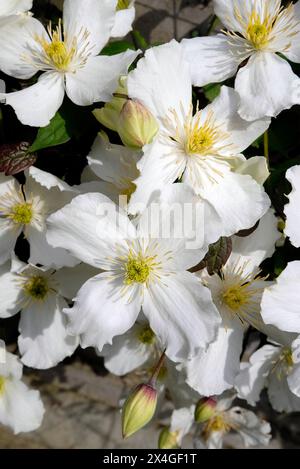 fleurs blanches de prospérité clématite dans un jardin anglais, norfolk, angleterre Banque D'Images