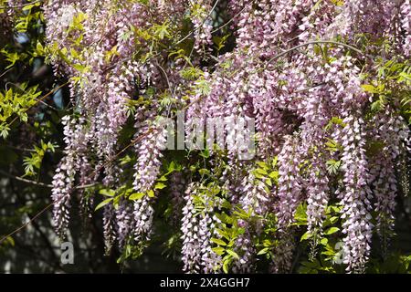 Belles fleurs de wisteria dans le jardin de printemps. Beauté du printemps Banque D'Images