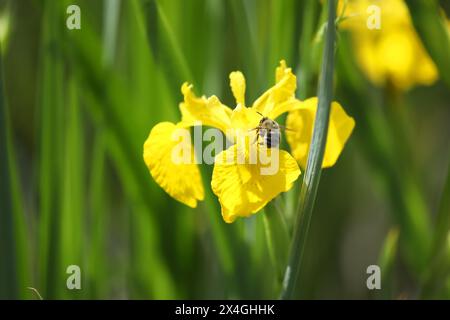 Iris jaune vif fleurissant sur l'étang avec fond vert Banque D'Images