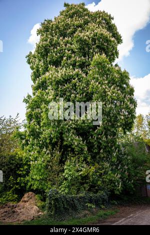 Grand châtaignier en fleurs à Fischerhude, basse-Saxe, Allemagne. grosse bluehende Kastanie in Fischerhude, Niedersachsen, Deutschland. Banque D'Images