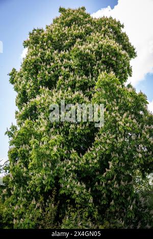 Grand châtaignier en fleurs à Fischerhude, basse-Saxe, Allemagne. grosse bluehende Kastanie in Fischerhude, Niedersachsen, Deutschland. Banque D'Images
