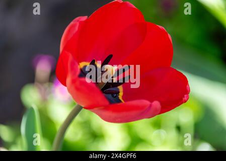 Un bourgeon de tulipe rouge fleuri avec de la rosée sur l'étamine. Jardin fleuri. Banque D'Images