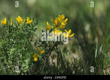 Fleur sauvage jaune, herbe verte de Dyer (Genista tinctoria) Banque D'Images