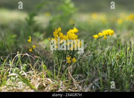 Fleur sauvage jaune, herbe verte de Dyer (Genista tinctoria) Banque D'Images