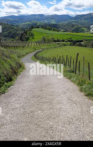 Sentier vide sur le Camino del Norte dans le nord de l'Espagne Banque D'Images