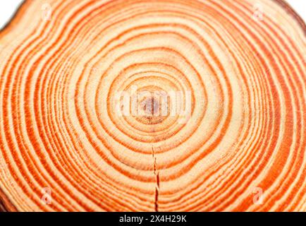 Tranche de bois montrant un gros plan extrême des anneaux annuels concentriques espacés sur la surface. Banque D'Images