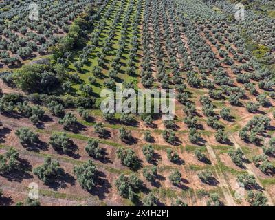 Grande extension des oliveraies pour la production d'huile, près de la ville Puertas de Segura, province de Jaén, Andalousie, Espagne Banque D'Images