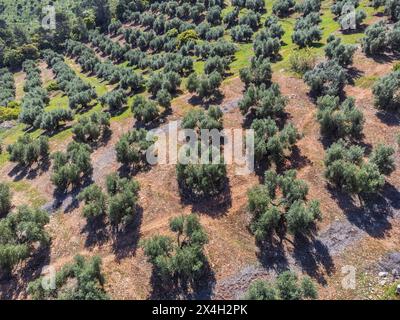 Grande extension des oliveraies pour la production d'huile, près de la ville Puertas de Segura, province de Jaén, Andalousie, Espagne Banque D'Images