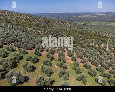 Grande extension des oliveraies pour la production d'huile, près de la ville Puertas de Segura, province de Jaén, Andalousie, Espagne Banque D'Images