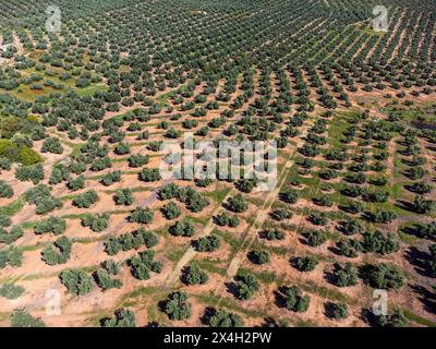 Grande extension des oliveraies pour la production d'huile, près de la ville Puertas de Segura, province de Jaén, Andalousie, Espagne Banque D'Images