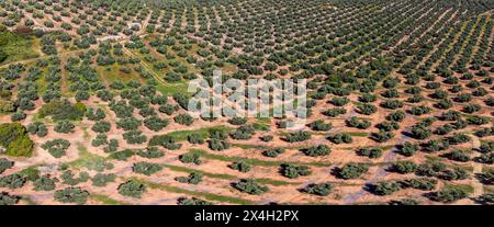 Grande extension des oliveraies pour la production d'huile, près de la ville Puertas de Segura, province de Jaén, Andalousie, Espagne Banque D'Images