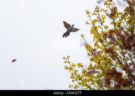 UK Wildlife - 3 mai 2024 - Cuckoo (Cuculus canorus) battu par un pipit de prairie (Anthus pratensis) à Burley Moor, West Yorkshire, Angleterre, Royaume-Uni. Crédit : Rebecca Cole/Alamy Live News Banque D'Images