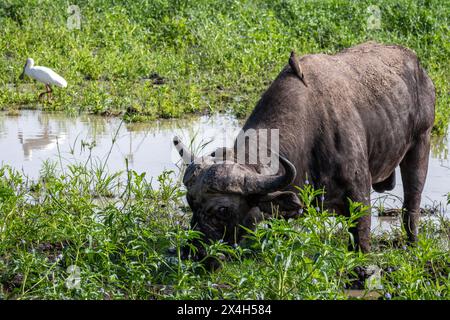 Un Buffalo africain avec une paire d'oiseaux vivant des insectes sur le Buffalo Banque D'Images