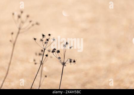 Fleurs de bidens secs sont sur la côte sablonneuse de la mer Baltique un jour de printemps ensoleillé sur fond flou, photo naturelle abstraite avec flou sélectif Banque D'Images