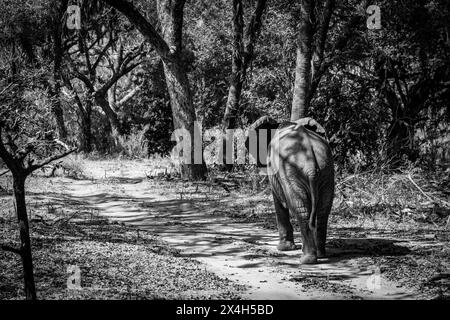 Un jeune éléphant solitaire au parc national de Nyerere, Tanzanie Banque D'Images