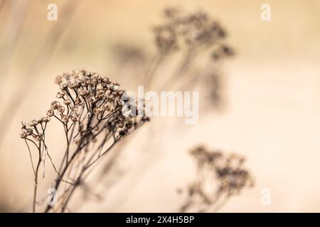 Fleurs sèches de tanaisie sont sur la côte sablonneuse de la mer Baltique un jour de printemps ensoleillé sur fond flou, photo naturelle abstraite avec flou sélectif Banque D'Images