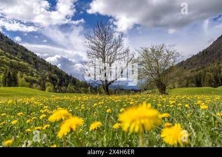 Freundliches Maiwetter in Bayern sonne und Wolken wechseln sich im Trettachtal im Allgäu mit blühendem Löwenzahn ab., Oberstdorf Bayern Deutschland *** Météo de mai en Bavière le soleil et les nuages alternent avec les pissenlits en fleurs dans la vallée de Trettachtal dans le Allgäu, Oberstdorf Bavière Allemagne Banque D'Images