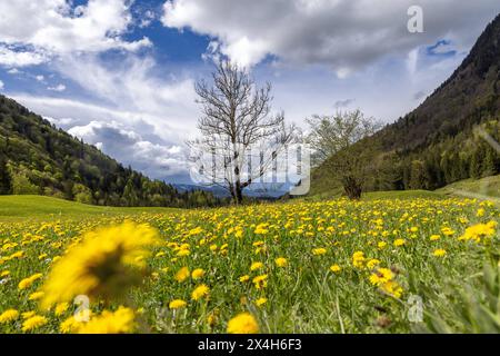 Freundliches Maiwetter in Bayern sonne und Wolken wechseln sich im Trettachtal im Allgäu mit blühendem Löwenzahn ab., Oberstdorf Bayern Deutschland *** Météo de mai en Bavière le soleil et les nuages alternent avec les pissenlits en fleurs dans la vallée de Trettachtal dans le Allgäu, Oberstdorf Bavière Allemagne Banque D'Images