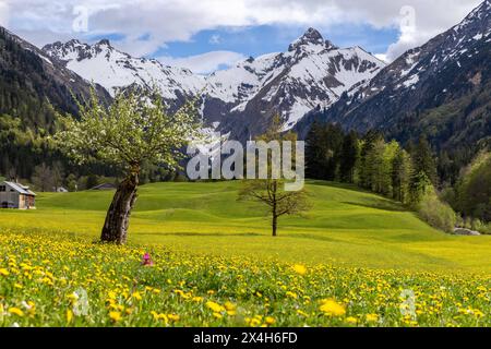 Freundliches Maiwetter in Bayern sonne und Wolken wechseln sich im Trettachtal im Allgäu mit blühendem Löwenzahn ab. IM Hintergrund ist die Trettachspitze zu sehen., Oberstdorf Bayern Deutschland *** sympathique mai Météo en Bavière Soleil et nuages alternent dans la vallée de Trettach dans le Allgäu avec des pissenlits en fleurs le Trettachspitze peut être vu en arrière-plan , Oberstdorf Bavière Allemagne Banque D'Images