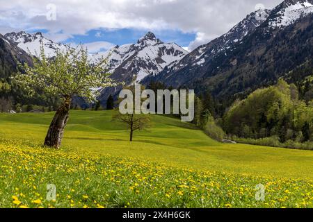 Freundliches Maiwetter in Bayern sonne und Wolken wechseln sich im Trettachtal im Allgäu mit blühendem Löwenzahn ab., Oberstdorf Bayern Deutschland *** Météo de mai en Bavière le soleil et les nuages alternent avec les pissenlits en fleurs dans la vallée de Trettachtal dans le Allgäu, Oberstdorf Bavière Allemagne Banque D'Images