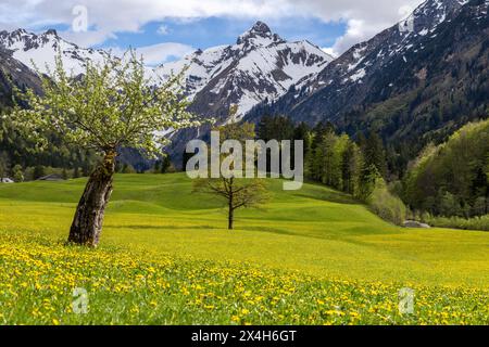 Freundliches Maiwetter in Bayern sonne und Wolken wechseln sich im Trettachtal im Allgäu mit blühendem Löwenzahn ab., Oberstdorf Bayern Deutschland *** Météo de mai en Bavière le soleil et les nuages alternent avec les pissenlits en fleurs dans la vallée de Trettachtal dans le Allgäu, Oberstdorf Bavière Allemagne Banque D'Images