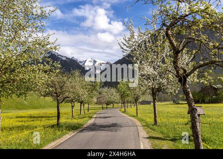 Freundliches Maiwetter in Bayern BEI blauem Himmel mit einigen Wolken scheint die sonne auf eine Allee mit blühenden Obstbäumen., Oberstdorf Bayern Deutschland *** Météo de mai en Bavière sous un ciel bleu avec quelques nuages, le soleil brille sur une avenue d'arbres fruitiers en fleurs, Oberstdorf Bavière Allemagne Banque D'Images