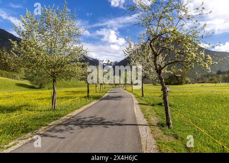 Freundliches Maiwetter in Bayern BEI blauem Himmel mit einigen Wolken scheint die sonne auf eine Allee mit blühenden Obstbäumen., Oberstdorf Bayern Deutschland *** Météo de mai en Bavière sous un ciel bleu avec quelques nuages, le soleil brille sur une avenue d'arbres fruitiers en fleurs, Oberstdorf Bavière Allemagne Banque D'Images