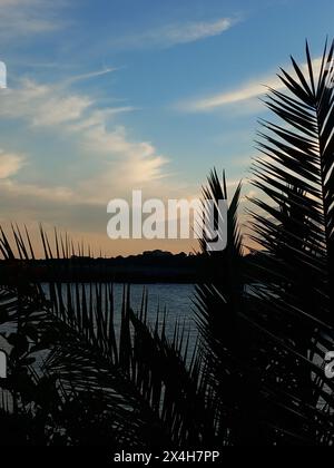 capturez la beauté tranquille d'un coucher de soleil sur des eaux calmes avec des silhouettes de branches et des reflets sereins créant une scène naturelle pittoresque Banque D'Images