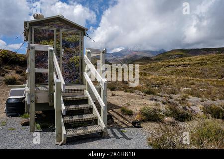 Toilettes à compostage et vue sur le Mont Ruapehu, parc national de Tongariro, région de Manawatu-Whanganui, Île du Nord, Nouvelle-Zélande Banque D'Images