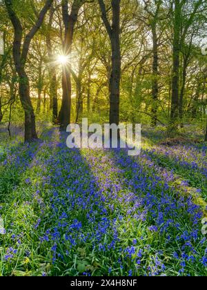 Par un beau matin de printemps, le lever du soleil derrière les noisetiers et les aubépines illumine un tapis de bluebells dans l'ancienne forêt de Hagbourne COP Banque D'Images