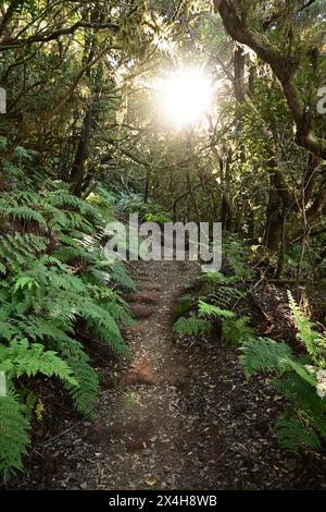 sentier doré du matin : un chemin sinueux à travers une forêt dense, baigné dans les rayons dorés de la lumière du soleil du matin filtrant à travers la canopée Banque D'Images