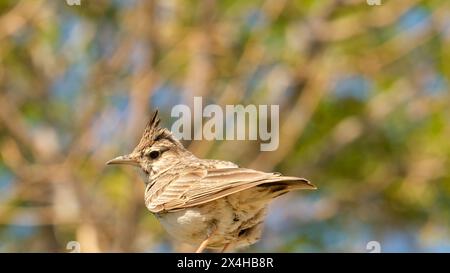 Gros plan oiseau de chant d'alouette à crête brune avec fond flou. Banque D'Images