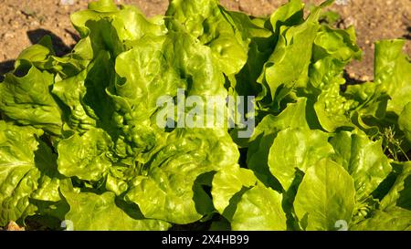 Gros plan sur la laitue bouclée biologique sur le sol. Photographie de concept de culture végétale biologique. Focalisé sélectif. Banque D'Images