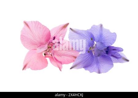 fleur de delphinium isolée sur fond blanc Banque D'Images