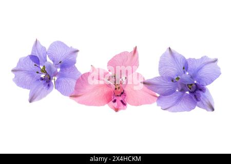 fleur de delphinium isolée sur fond blanc Banque D'Images