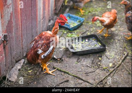 coq et poules dans le village Banque D'Images