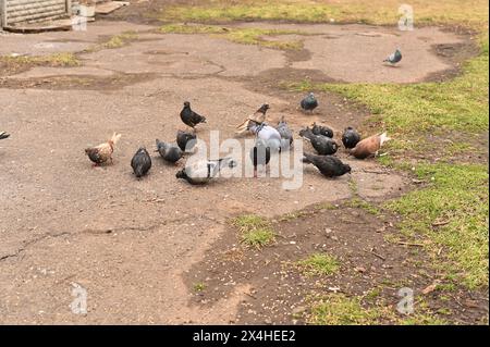 les pigeons mangent sur l'asphalte Banque D'Images