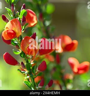 Fleurs de printemps orange vif de balai, Cytisus 'Lena' dans le jardin britannique avril Banque D'Images