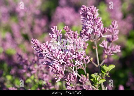 Syringa meyeri, Palibin lilas fleurs de printemps gros plan sélectif Banque D'Images