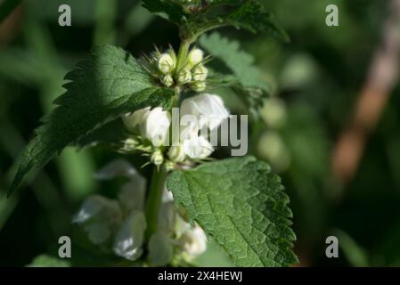 White Dead-ortie, Lamium album White Spring flower gros plan sélectif Banque D'Images