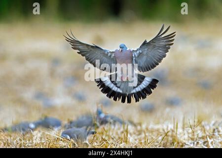 Pigeon de bois commun (Columba palumbus) débarquant parmi le troupeau d'autres pigeons buvant sur les terres agricoles / champ Banque D'Images