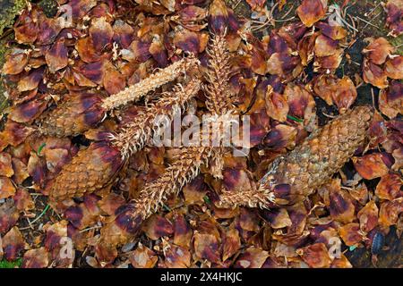 Écailles dépouillées et cônes partiellement mangés d'épinette de Norvège / épinette européenne sur souche d'arbre, restes d'écureuil roux mangeant des graines dans la forêt de conifères Banque D'Images